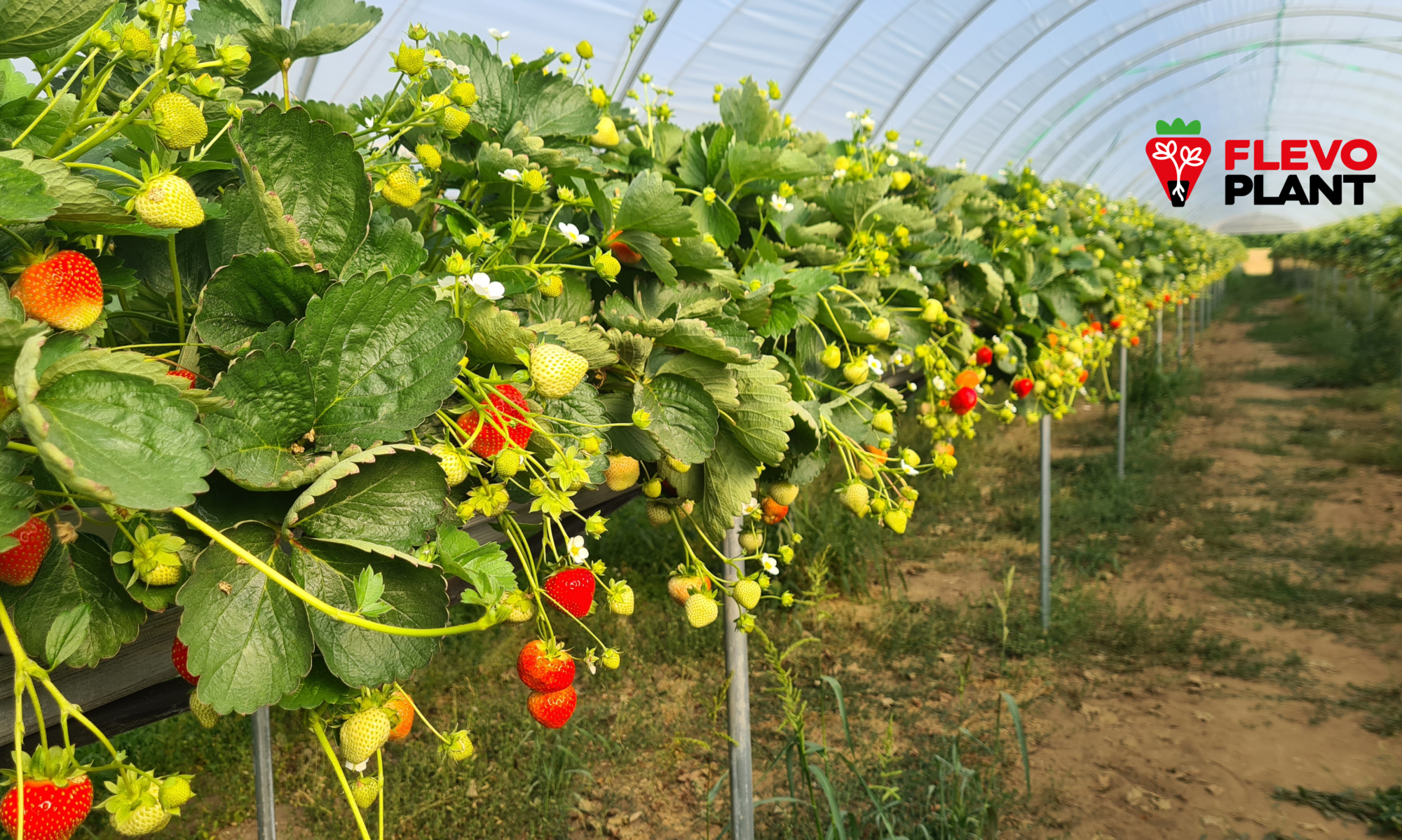 PEWNE SADZONKI TO UDANA PRODUKCJA             - FLEVO-PLANT DURACZEWO WOJ. LUBUSKIE